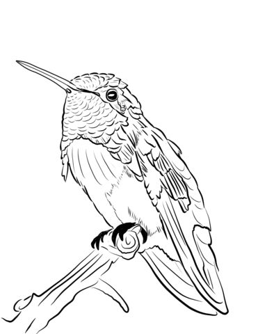 Costa'S Hummingbird Coloring Page